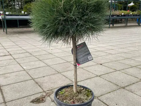 Drzewko na pniu